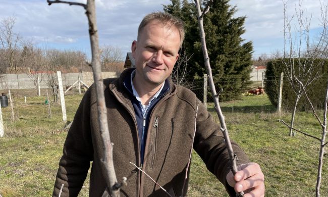 Metszésről, a fák korona alakításról…