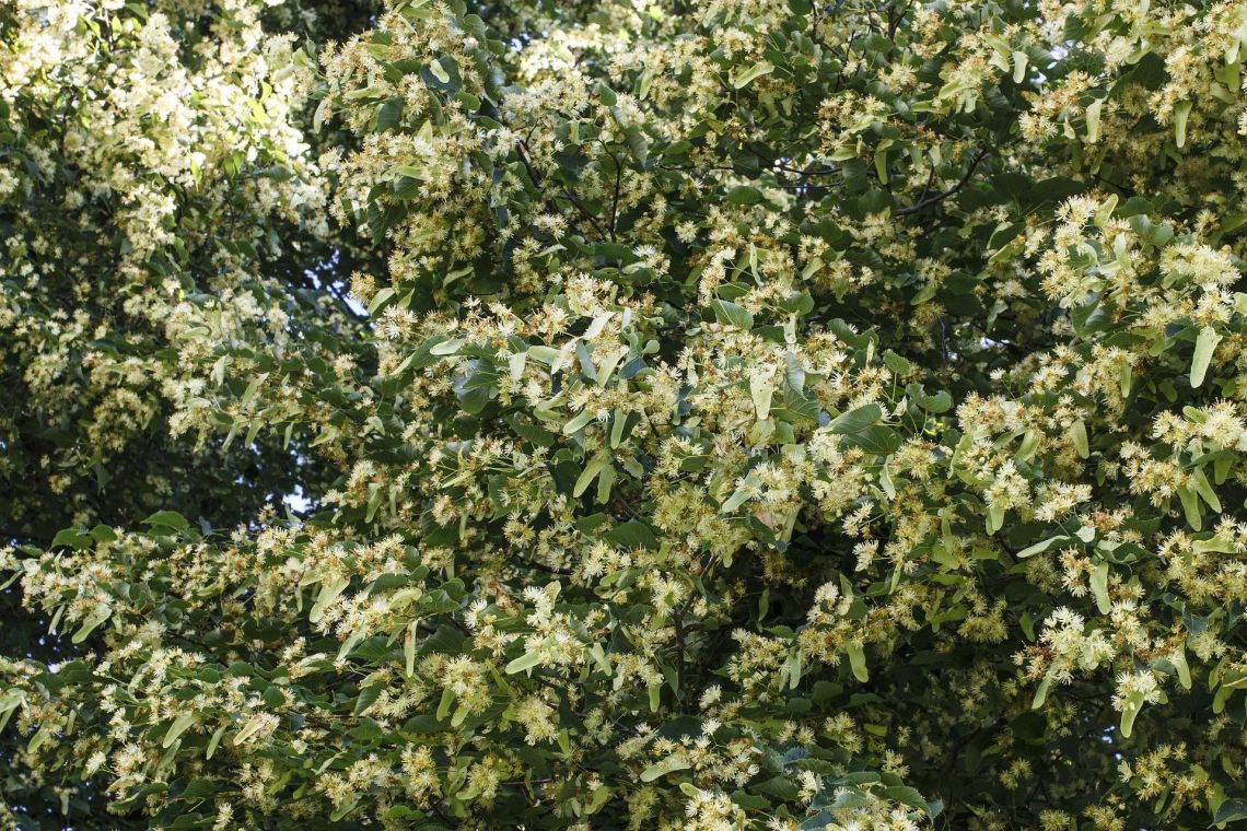 Az év fája: az illatos hársfa