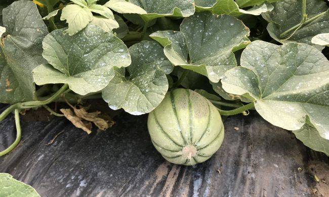 Takarékoskodjunk a vízzel a kiskertben!