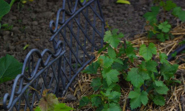 Csepegtető rendszer