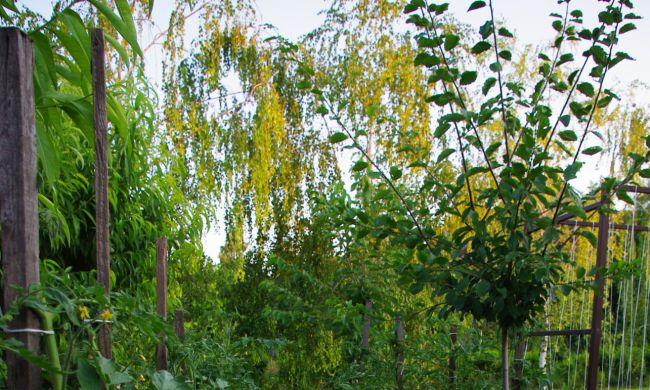 Csepegtető rendszer