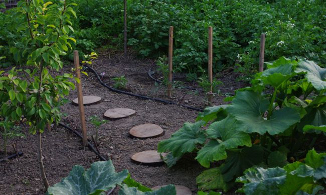 Csepegtető rendszer