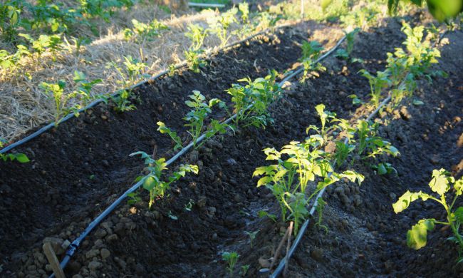 Csepegtető rendszer