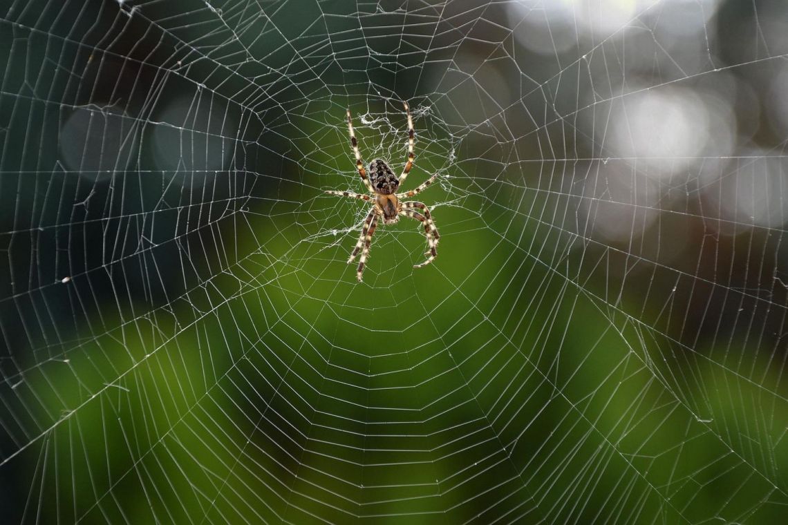 Apró segítőtársaink a kertben... Pókok