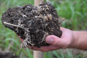 Erősítsük a növények immunrendszerét!