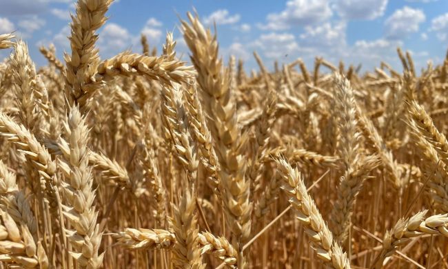 Az aszály hatása a búza betakarítására, a Csomorkányi pusztán