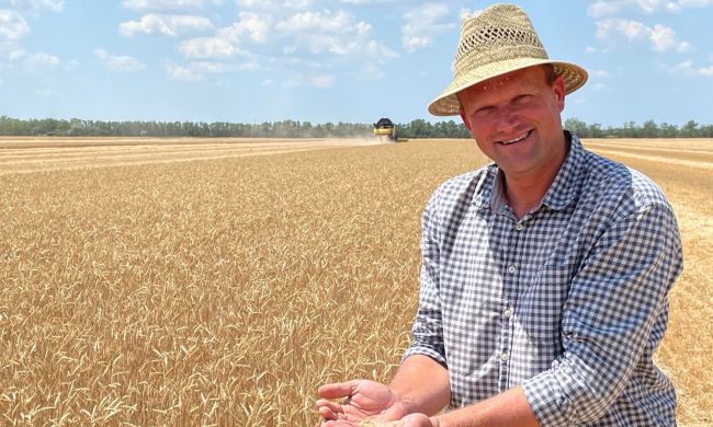 Az aszály hatása a búza betakarítására, a Csomorkányi pusztán