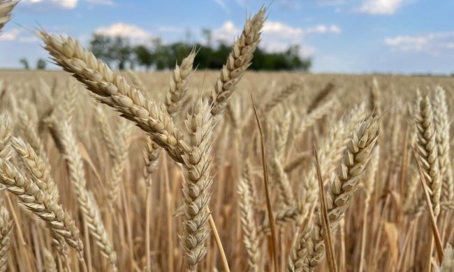 Az aszály hatása a búza betakarítására, a Csomorkányi pusztán