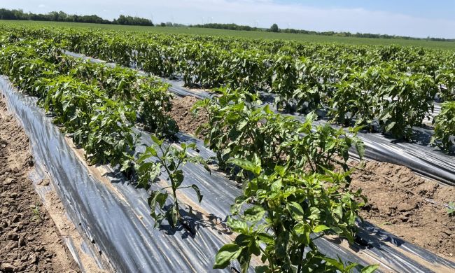 Talajtakarás - öntözés