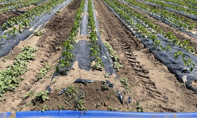 Talajtakarás - öntözés