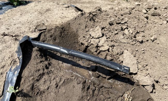 Talajtakarás - öntözés