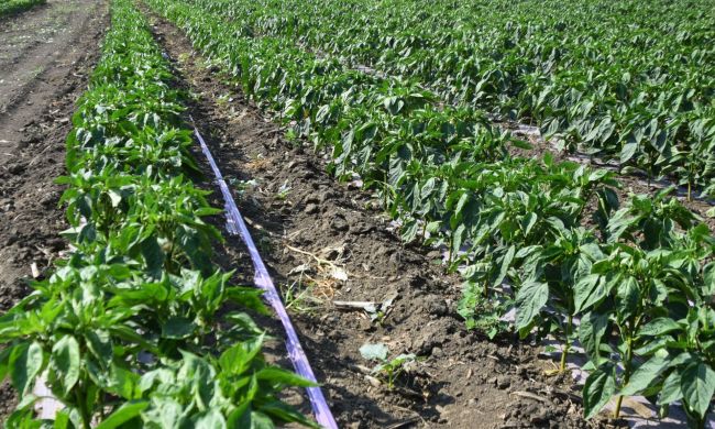 Talajtakarás - öntözés