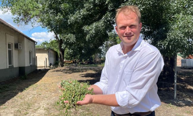 Kövér porcsin az egészség forrása
