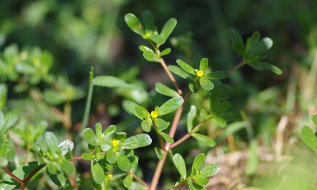 Kövér porcsin az egészség forrása