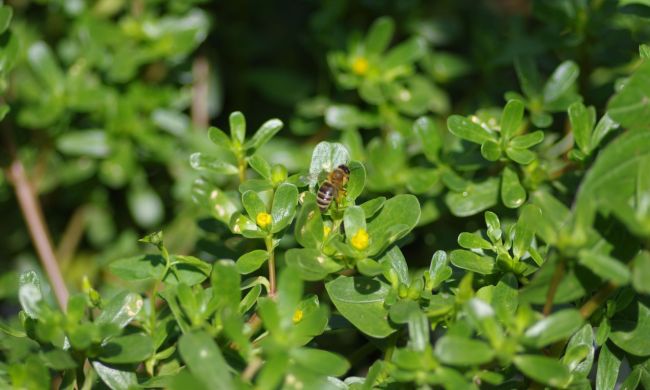 Kövér porcsin az egészség forrása