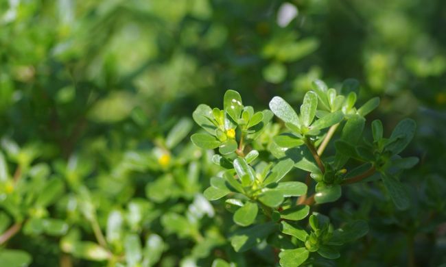 Kövér porcsin az egészség forrása