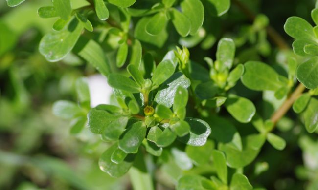 Kövér porcsin az egészség forrása