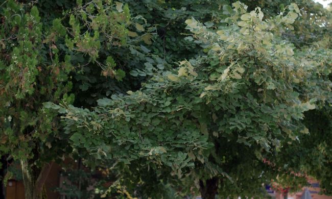 Ezüst hárs (Tilia tomentosa)