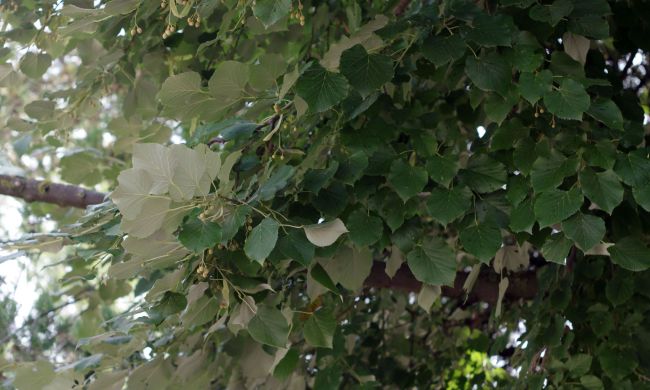 Ezüst hárs (Tilia tomentosa)