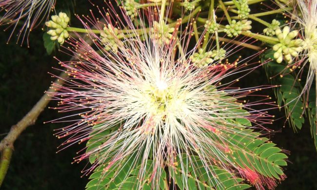 Perzsa selyemakác (Albizia julibrissin)