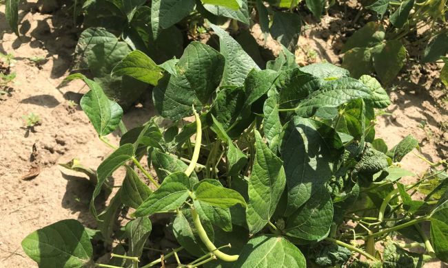 Zöldségek, amelyeket augusztusban is érdemes vetni