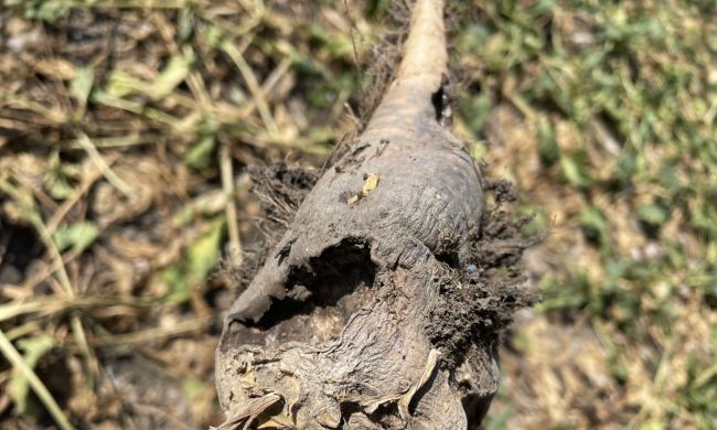 Mezei pocok kártétele