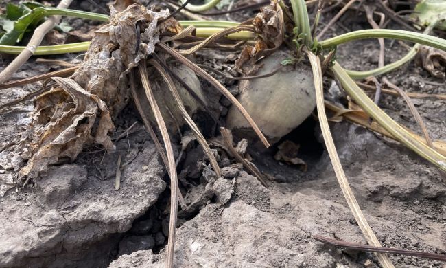 Mezei pocok kártétele