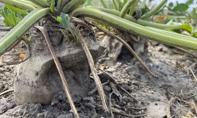 Mezei pocok kártétele