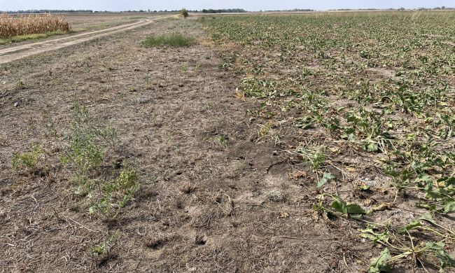 Mezei pocok kártétele