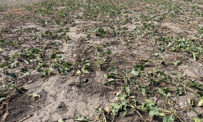 Mezei pocok kártétele