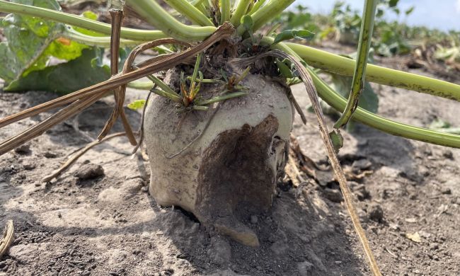 Mezei pocok kártétele