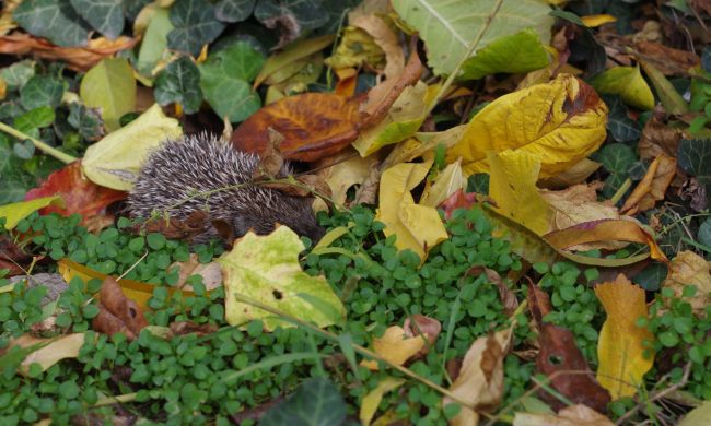 Sünbarát kert egész évben