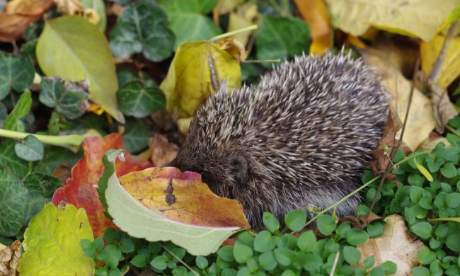 Sünbarát kert egész évben
