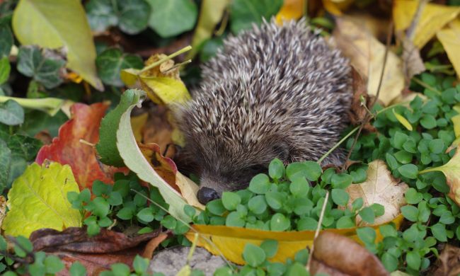 Sünbarát kert egész évben