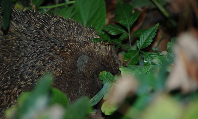 Sünbarát kert egész évben