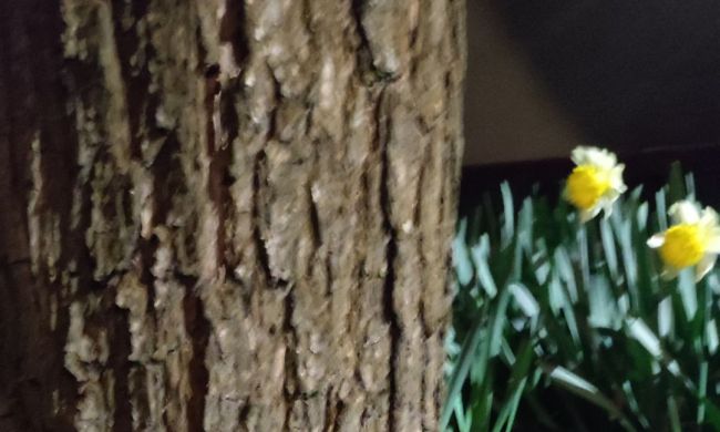 Sünbarát kert egész évben