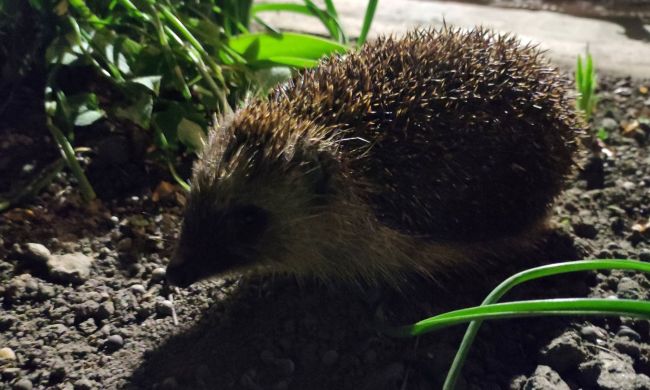 Sünbarát kert egész évben