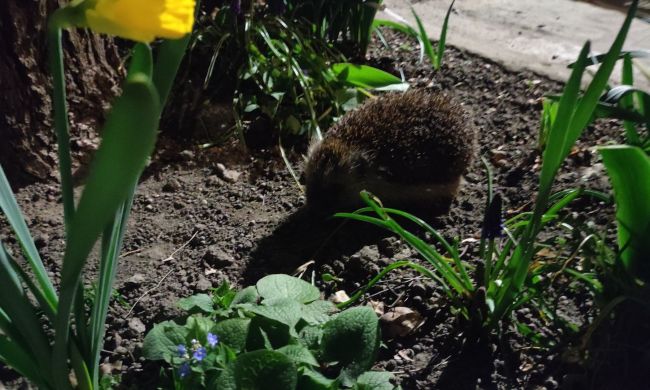 Sünbarát kert egész évben