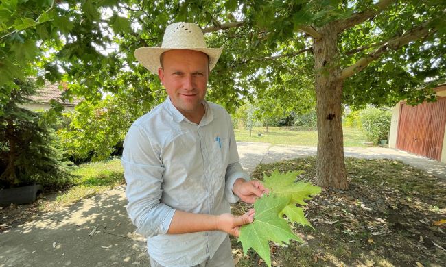 Platánfáink hívatlan, de veszélyes látogatói