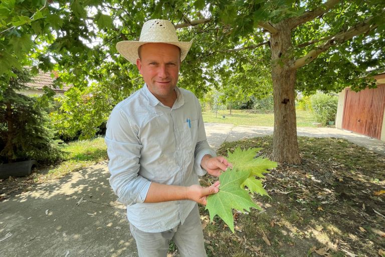 Platánfáink hívatlan, de veszélyes látogatói