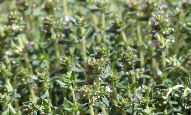 Kerti kakukkfű (Thymus vulgaris)