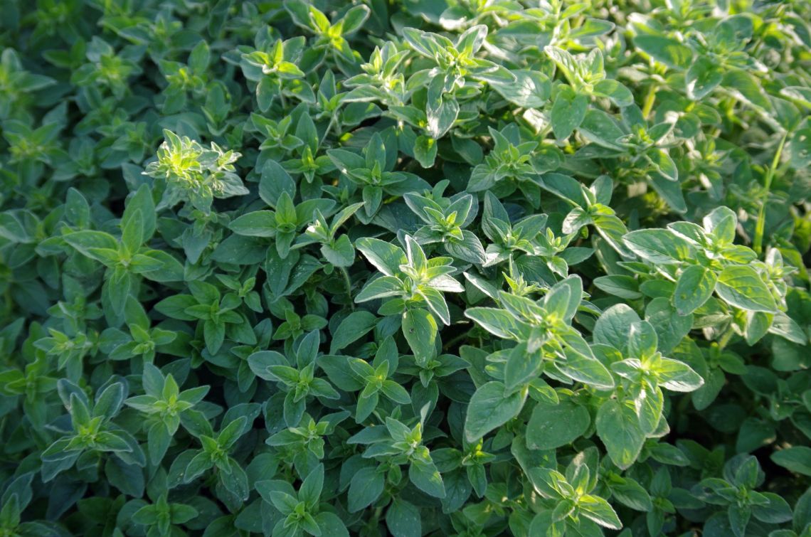 Szurokfű (Origanum vulgare)