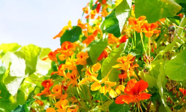 Sarkantyúka (Tropaeolum majus)