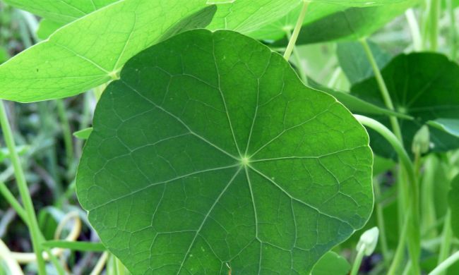 Sarkantyúka (Tropaeolum majus)