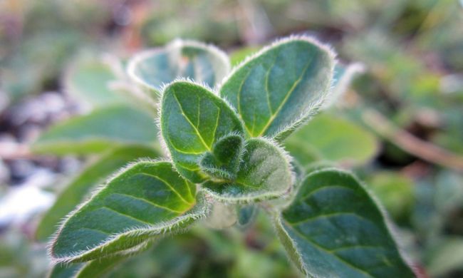 Szurokfű (Origanum vulgare)