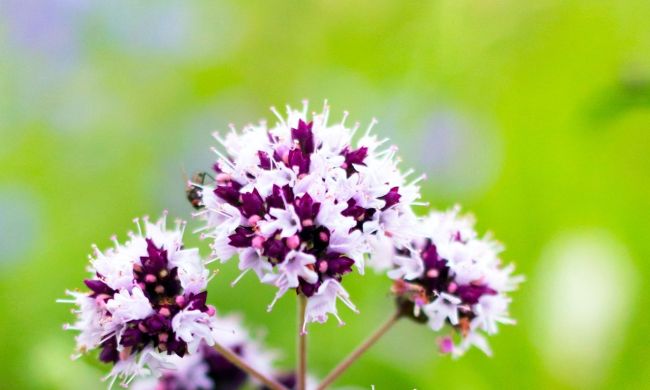 Szurokfű (Origanum vulgare)