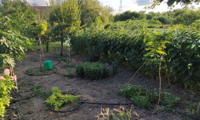 Csicsóka: a titkos zöldség