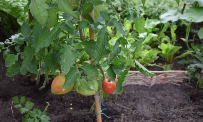 Foodscaping – A kertészkedés új dimenziója