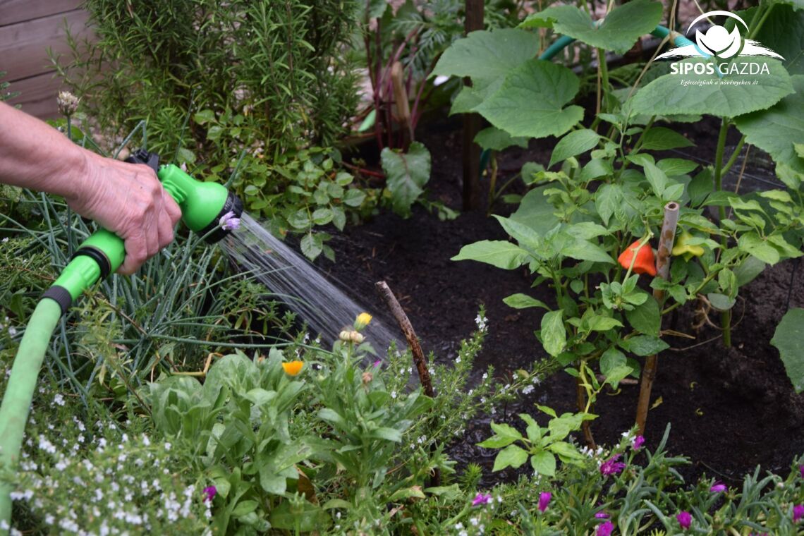 Foodscaping – A kertészkedés új dimenziója