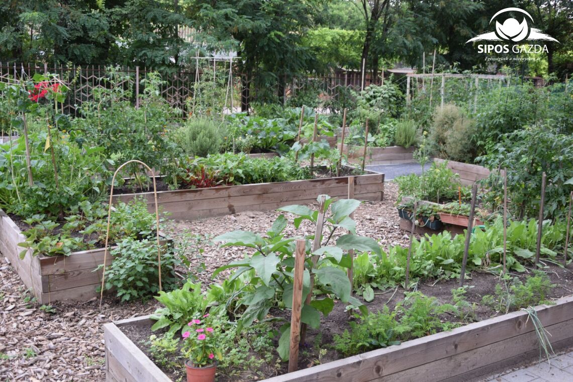 Foodscaping – A kertészkedés új dimenziója